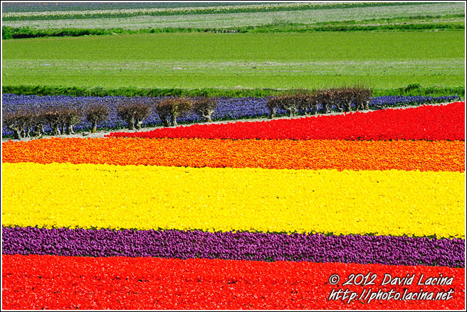 Tulip Field - Keukenhof Gardens, Netherlands