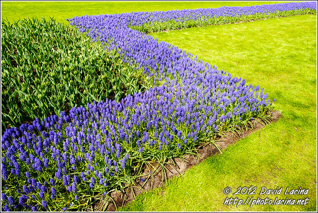 Armenian Grape Hyacinth And Tulips - Keukenhof Gardens, Netherlands
