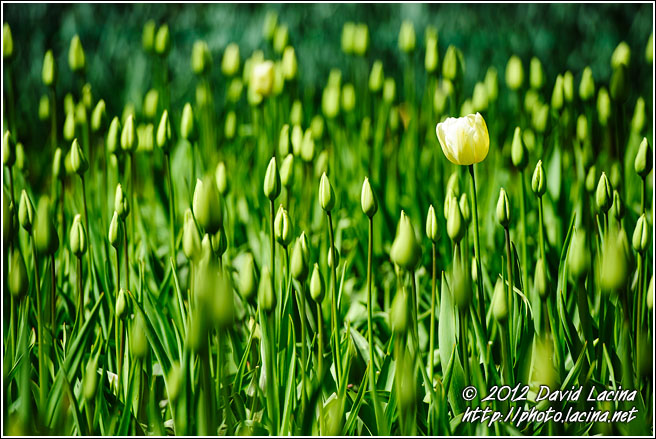 Tulips At Keukenhof Gardens - Keukenhof Gardens, Netherlands