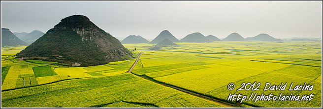 Rapeseed Fields - Luoping, China