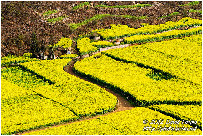 Path Through Rapeseed Fields - Luoping, China