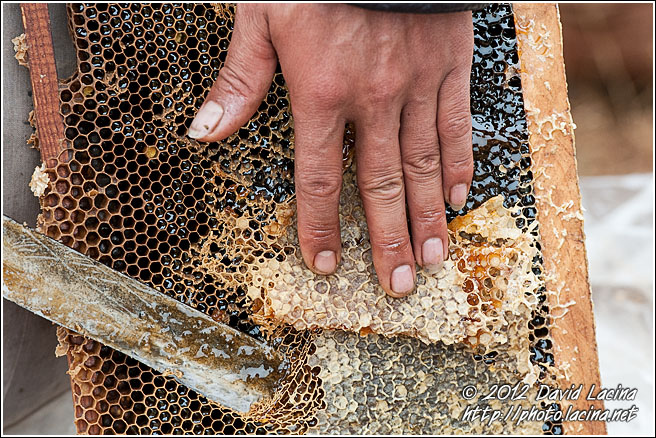 Picking Honey - Luoping, China