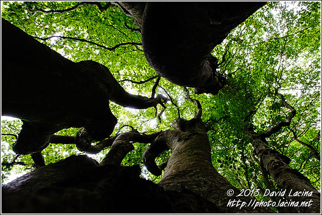 Tree Abstraction - Best Of 2012, Norway