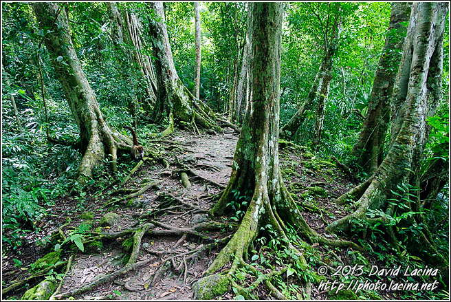 Tikal Jungle - Best Of, Guatemala