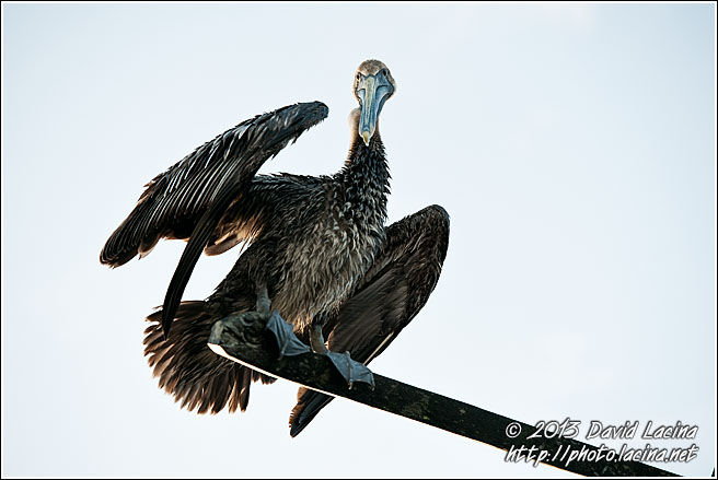 Brown Pelican - Best Of, Guatemala