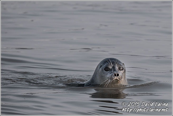 Ringed Seal - Svalbard, Norway
