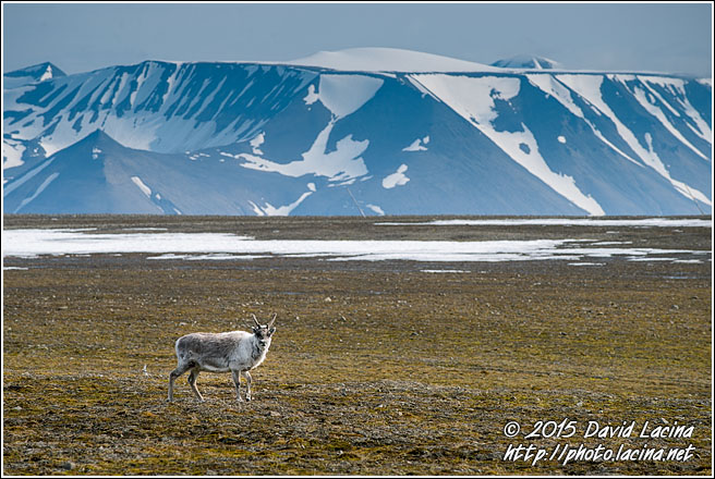 Svalbard Reindeer - Svalbard, Norway