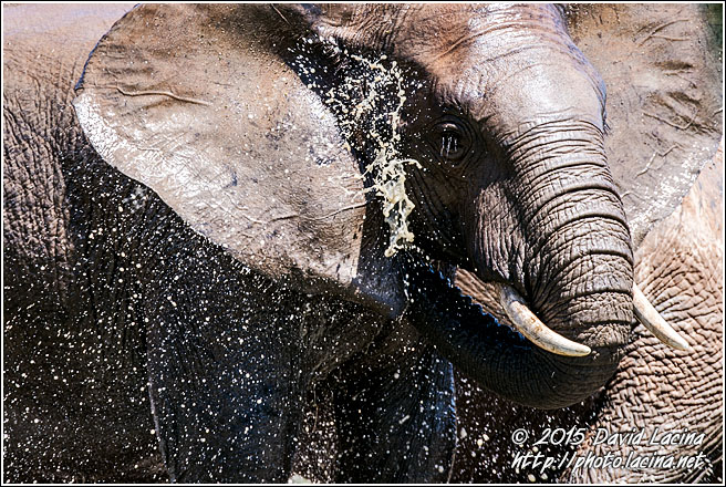 Elephant Shower - Best Of SA, South Africa