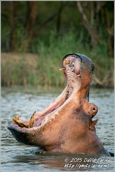 Hippopotamus - Best Of SA, South Africa