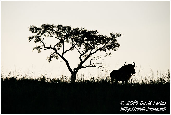 Blue Wildebeest - Best Of SA, South Africa