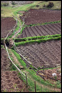 Path Through Fields, Nature Of Usambara Mountains, Tanzania