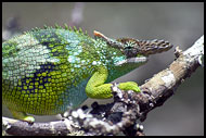 Chameleon, Nature Of Usambara Mountains, Tanzania