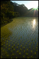Sunset And Rice FIield, Kodagu (Coorg) Hills, India