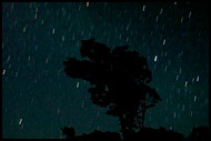 Tree And Startrails, Kodagu (Coorg) Hills, India