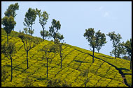 Tea Plantation, Ooty, India