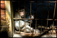 Prisoner For Rest Of The Life, Elephant Training Center, India