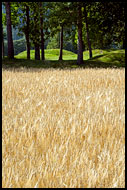 Medieval Burial-ground And Field, Best of 2006, Norway