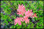 Fall Colors In Nordmarka, Autumn in Nordmarka, Norway