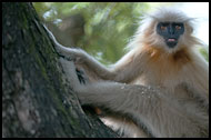 Golden Langur, Golden Langur, India
