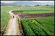 Path Through Fields, Dali And Erhai Lake, China