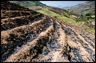 Burned Field, Xishuangbanna, China