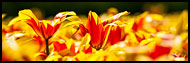 Tulipa Fire Wing, Keukenhof Gardens, Netherlands
