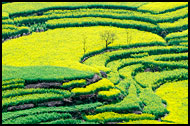 Rapeseed Fields, Luoping, China