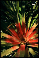 Prickly Bromeliad (teku), Best Of Curaçao, Curaçao