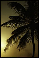 Palm Tree In Sunset, Best Of Curaçao, Curaçao