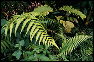 Flora Of Siberut, Siberut island, Indonesia