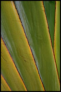 Leaf Abscraction, Langkawi, Malaysia
