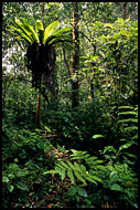Kerinci Jungle, Kerinci, Indonesia