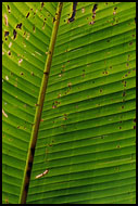 Leaf Abstraction, Kerinci, Indonesia