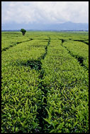 Tea Plantation, Kerinci, Indonesia