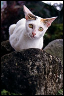 The Cat, Kerinci, Indonesia