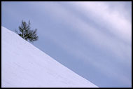 Skiing Tree, Best of 2003, Norway