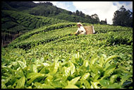 Picking Up Tee, Cameron Highlands, Malaysia