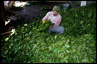 Producing Tea, Cameron Highlands, Malaysia