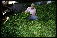 Producing Tee, Cameron Highlands, Malaysia