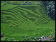 Rice Fields, Vietnam In Color, Vietnam