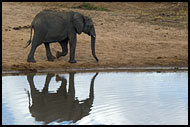 In A Mirror, Tarangire NP, Tanzania