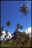 Palm Tree Exception, Central Zanzibar, Tanzania