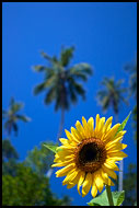 Exotic Sunflower, Central Zanzibar, Tanzania