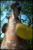 Jackfruit Tree, Central Zanzibar, Tanzania