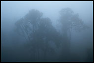 Foggy Morning, Ngorongoro Crater, Tanzania