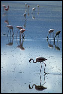 Flamingo's Paradise, Ngorongoro Crater, Tanzania