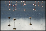 Flamingos In Ngorongoro, Ngorongoro Crater, Tanzania