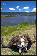 Skull By Lake, Ngorongoro Crater, Tanzania