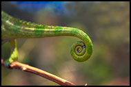 Chameleon's Tail, Nature Of Usambara Mountains, Tanzania