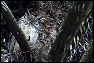 Spotted Eagle-Owl (Bubo Africanus), Nature Of Usambara Mountains, Tanzania